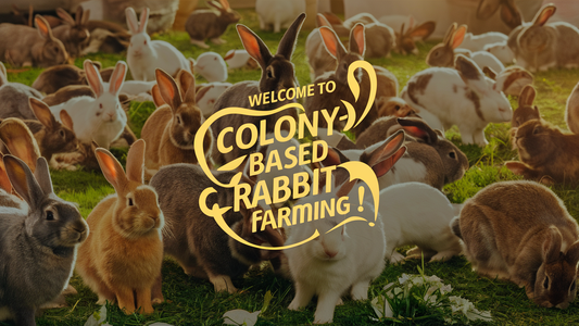 Rabbit Farming in Colonies